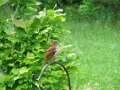 2010-05_03 Bird Shots